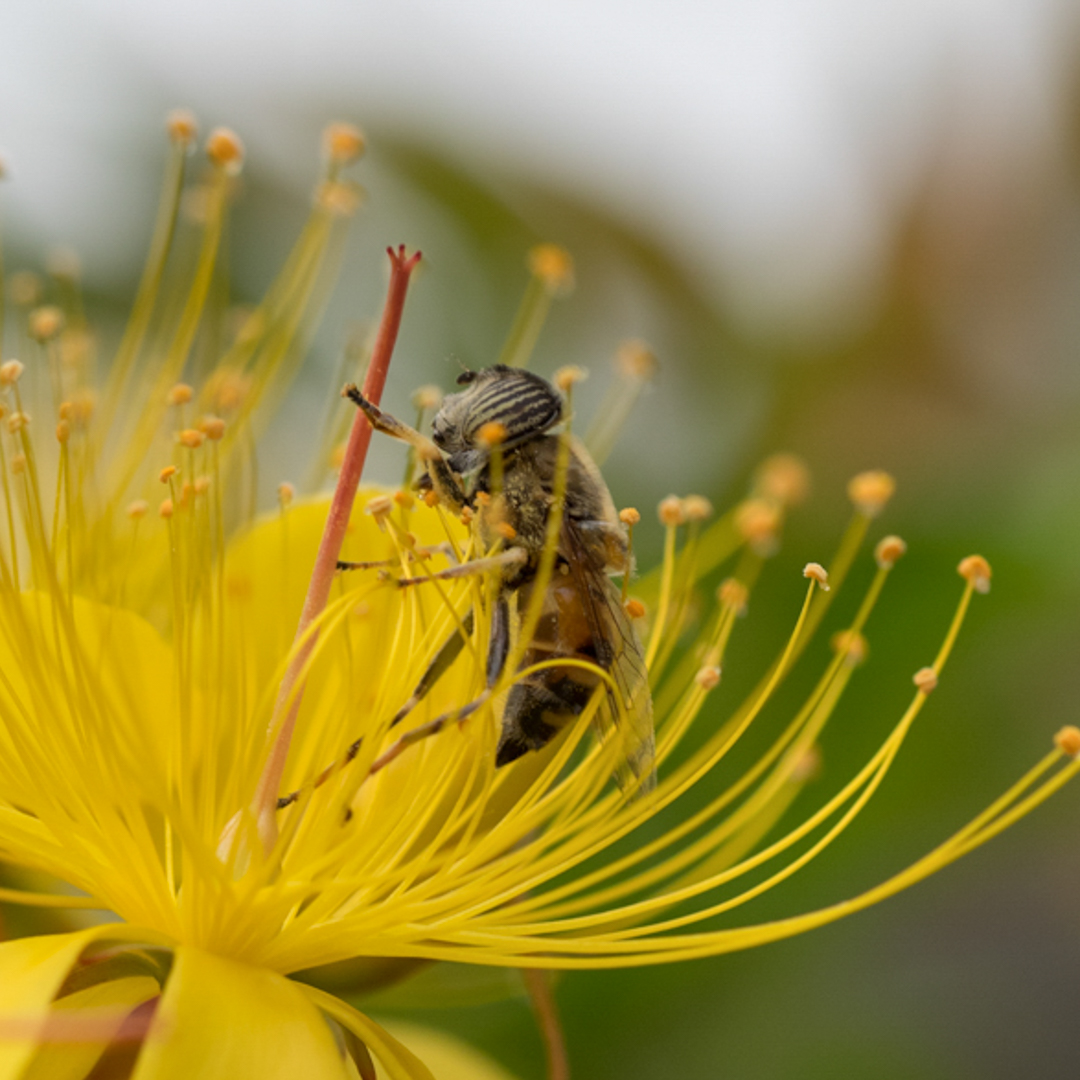 Eristalinus taeniops (Hover fly) – Steenbok Nature Reserve
